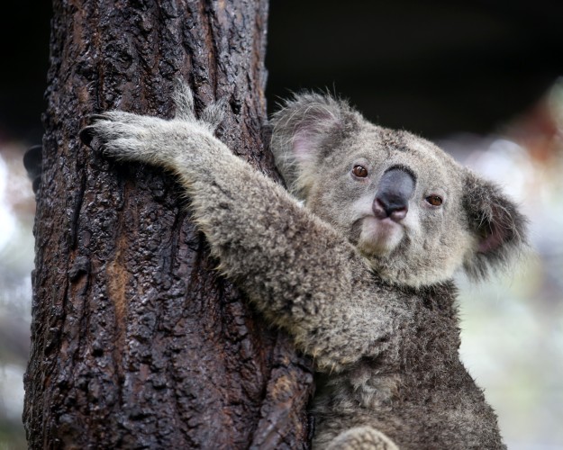 Lone Pine Koala Sanctuary © Kamonrutm | Dreamstime