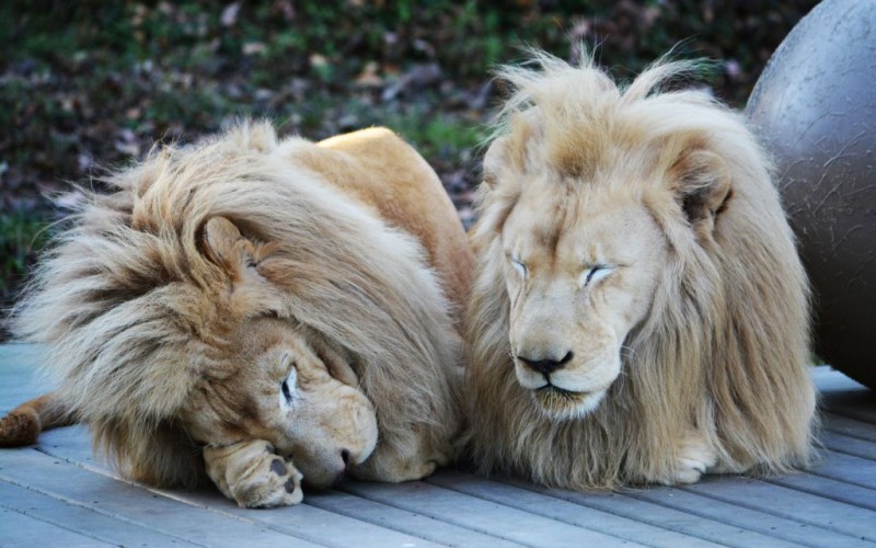 Sleeping Lions at the Cincinnati Zoo & Botanical Gardens in Ohio © Seth Johnson | Dreamstime 40278902