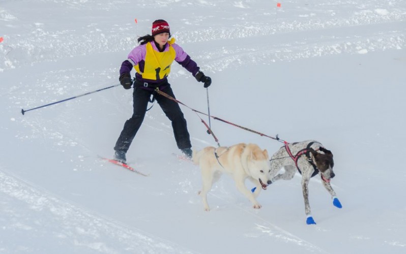 Skijoring with two dogs at the 2014 Cannington Dog Sled Races, Ontario, Canada © Peter Marble | Dreamstime 37654771