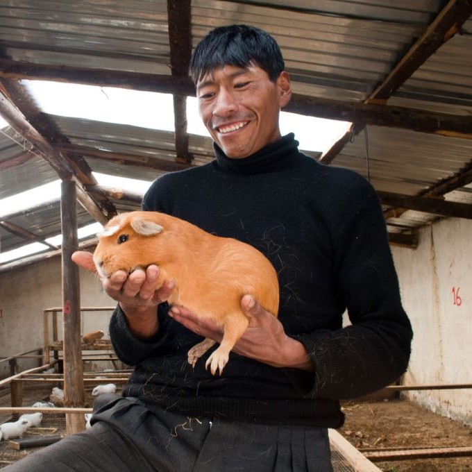 Enjoying Deep-Fried Guinea Pig in Peru - Trazee Travel