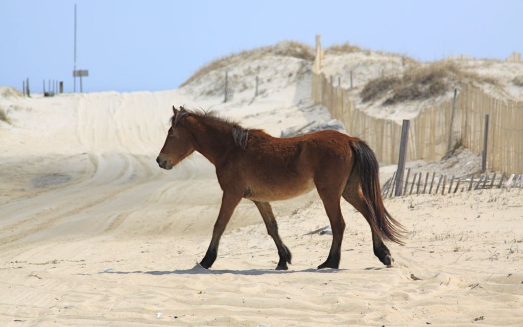 Wild horses of Carova, North Carolina © Wendy | Flickr