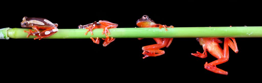 Clown Tree Frogs of the Peruvian Amazon Basin © Brandon Alms | Dreamstime