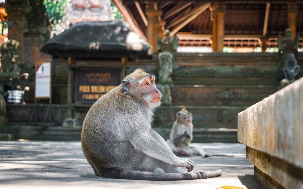 Ubud Monkey Forest, Bali, Indonesia © Tekoruay | Dreamstime 65858184