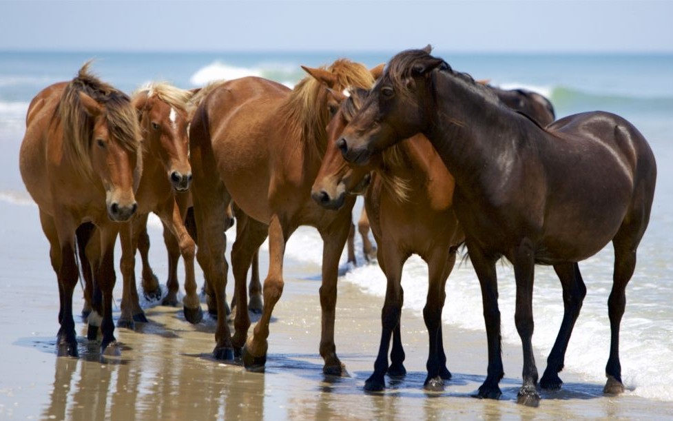 Wild Horses of Corolla, North Carolina © Pltphotography | Dreamstime 74105913