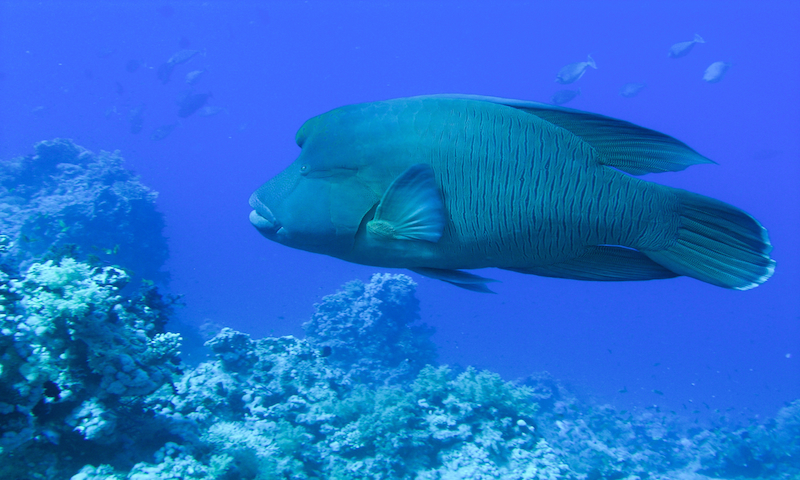 Yolanda Reef