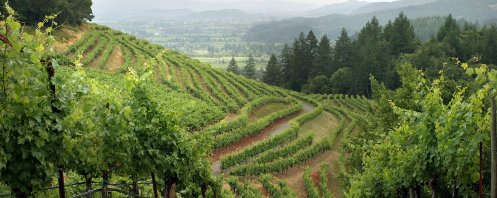 Things to Do in Napa Valley This January - Trazee Travel