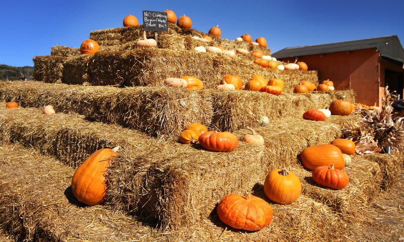 7 Fall Festivals You Can Still Catch - Trazee Travel