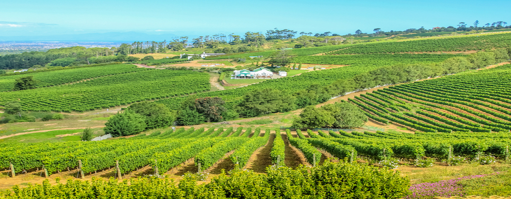 7-must-visit-south-african-wineries-trazee-travel