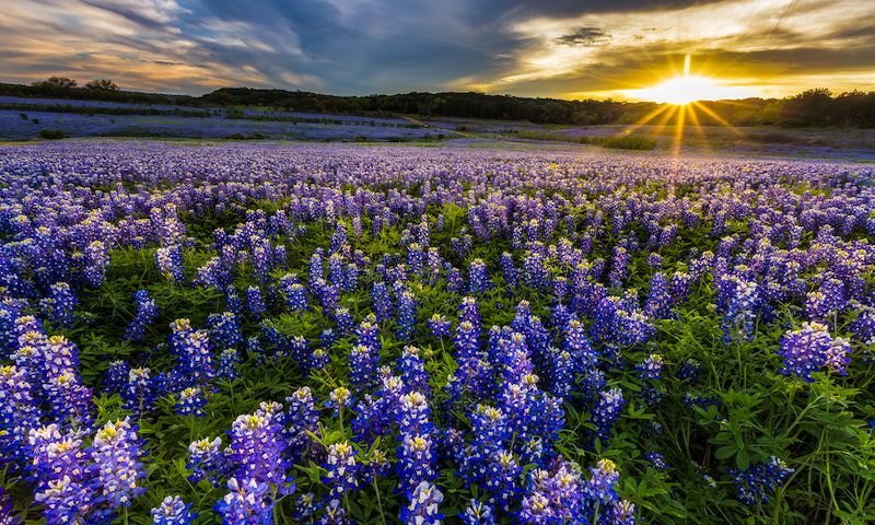 Texas bluebonnet