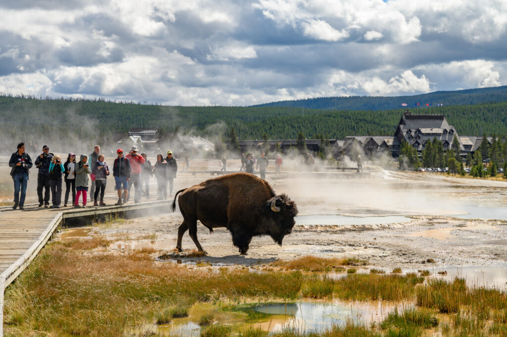 Bison crossing