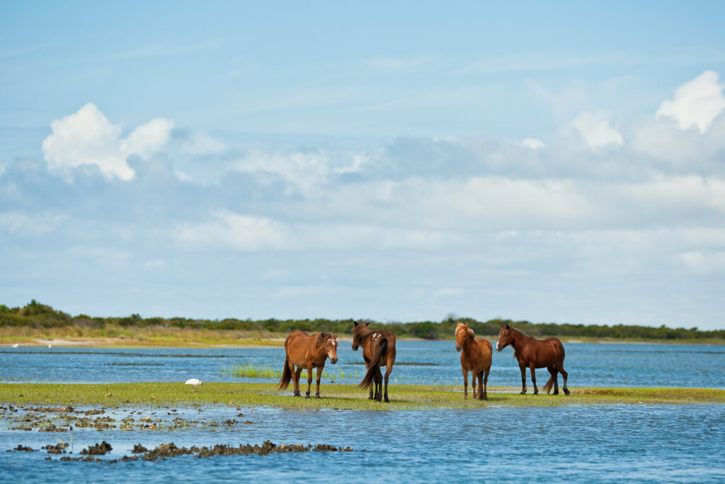 horses