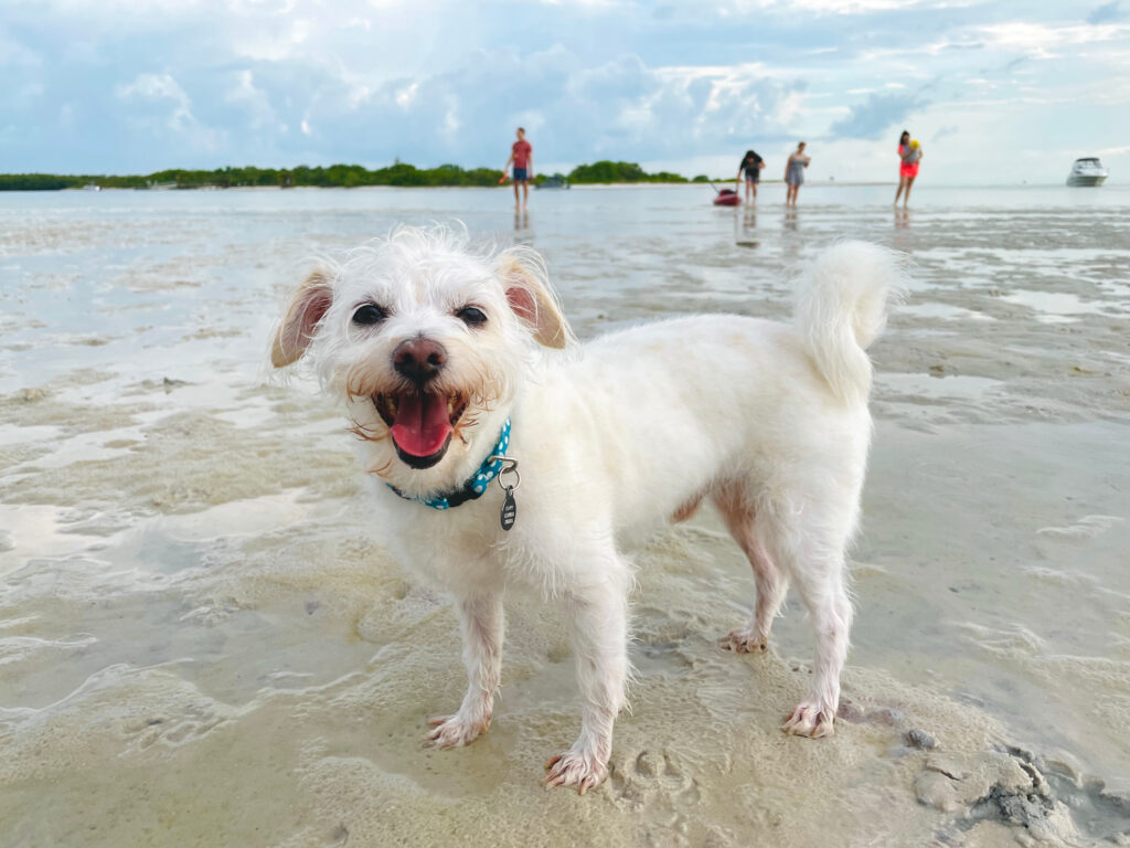 dog beach