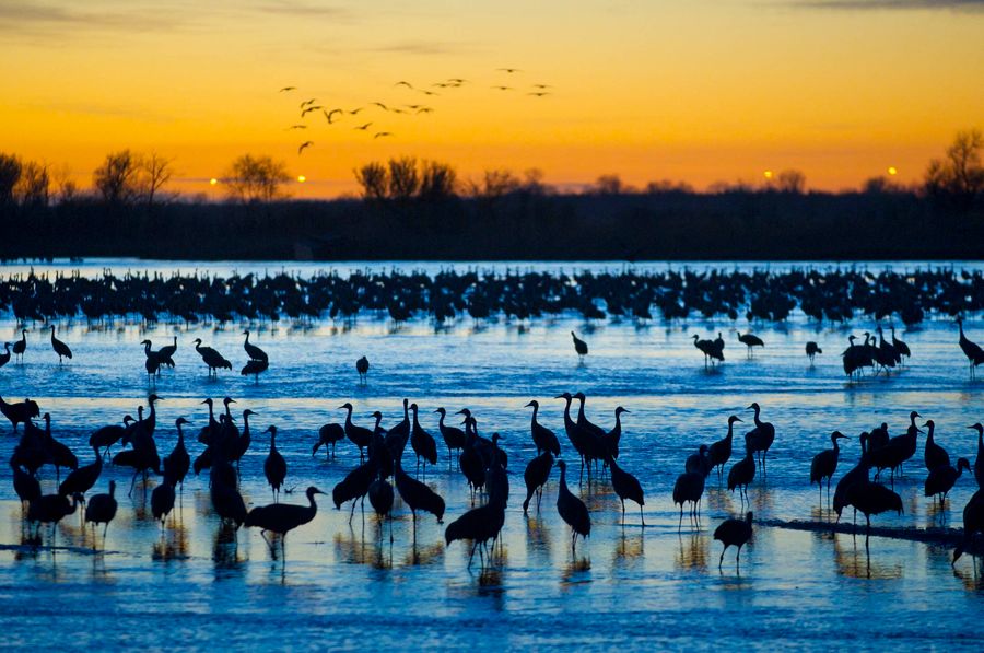 crane migration